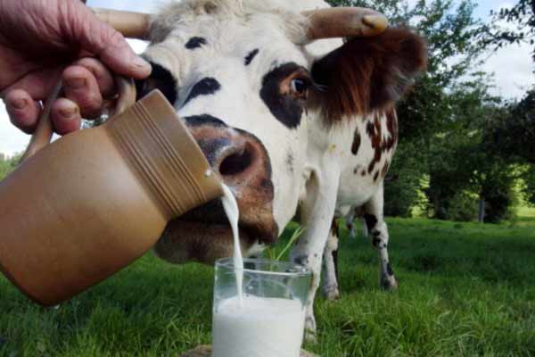 Как проверить качество молока и сметаны в домашних условиях?